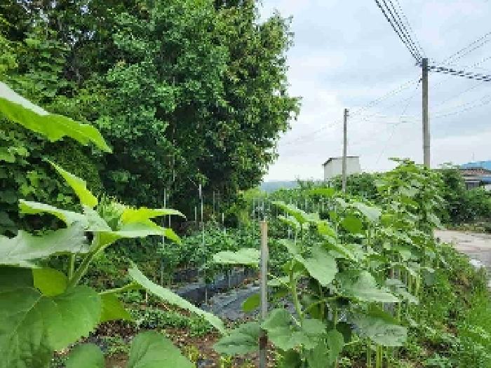 경기도 화성시 봉담읍 임야 경매 물건 사진