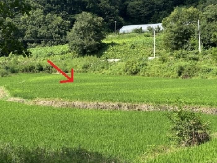 충청북도 증평군 도안면 답 경매 물건 사진