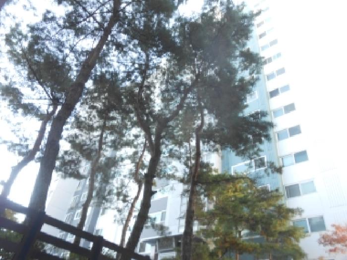 세종특별자치시 조치원읍 죽림리 아파트 경매 물건 사진