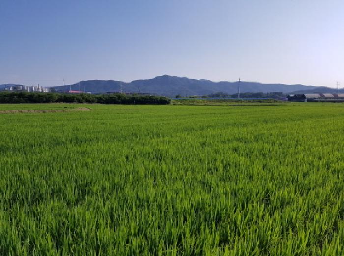 충청남도 천안시 동남구 답 경매 물건 사진