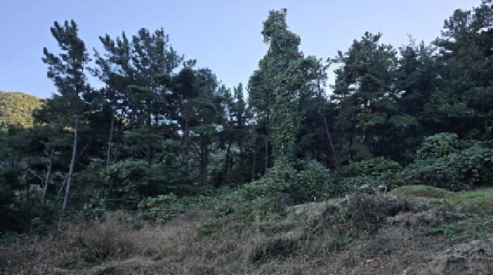 경상북도 칠곡군 동명면 임야 경매 물건 사진