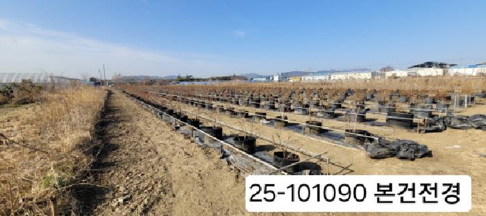 부산광역시 강서구 대저2동 답 경매 물건 사진