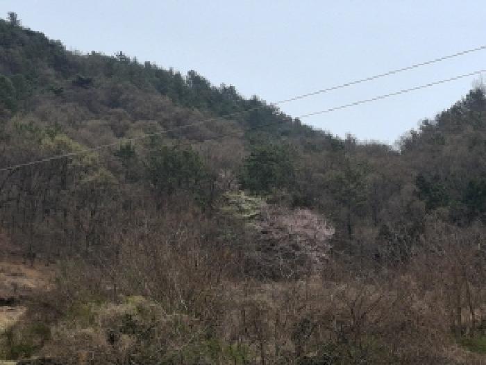 경상남도 사천시 실안동 임야 경매 물건 사진