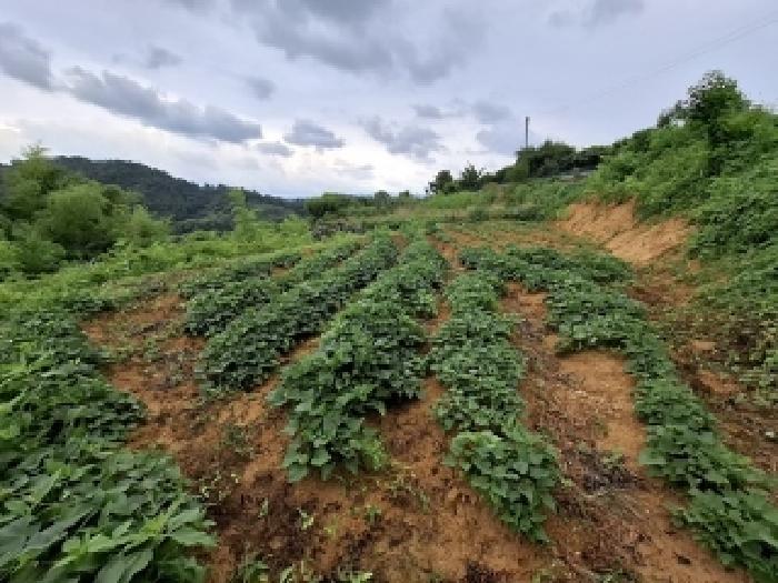 경상남도 진주시 정촌면 과수원 경매 물건 사진