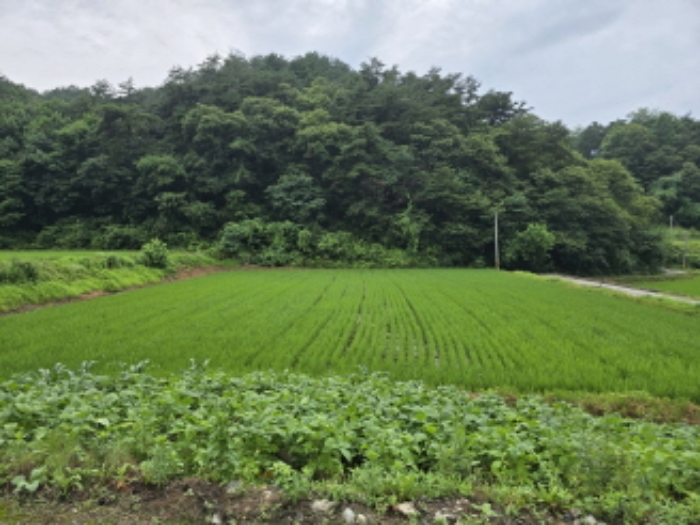 경상남도 함양군 안의면 답 경매 물건 사진