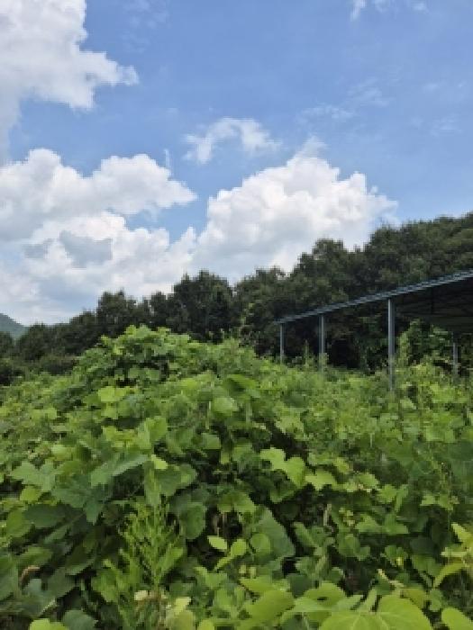전라남도 화순군 한천면 도로 경매 물건 사진