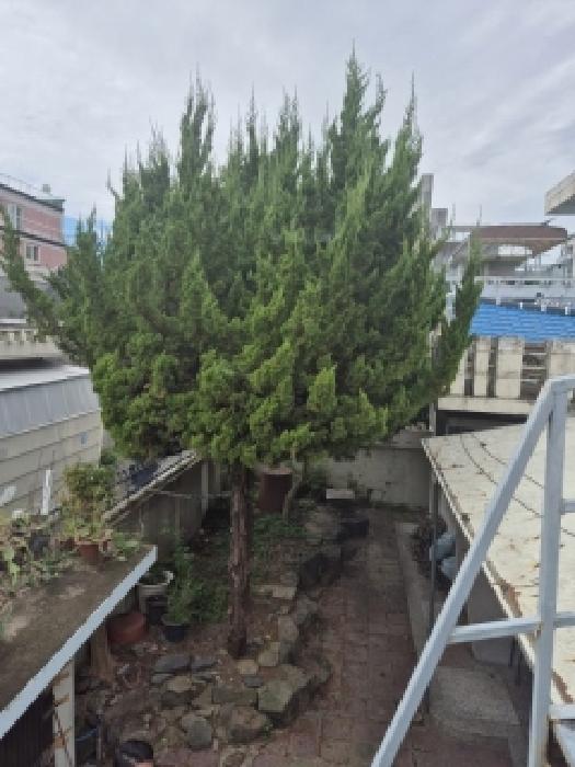 광주광역시 서구 농성동 단독주택 경매 물건 사진