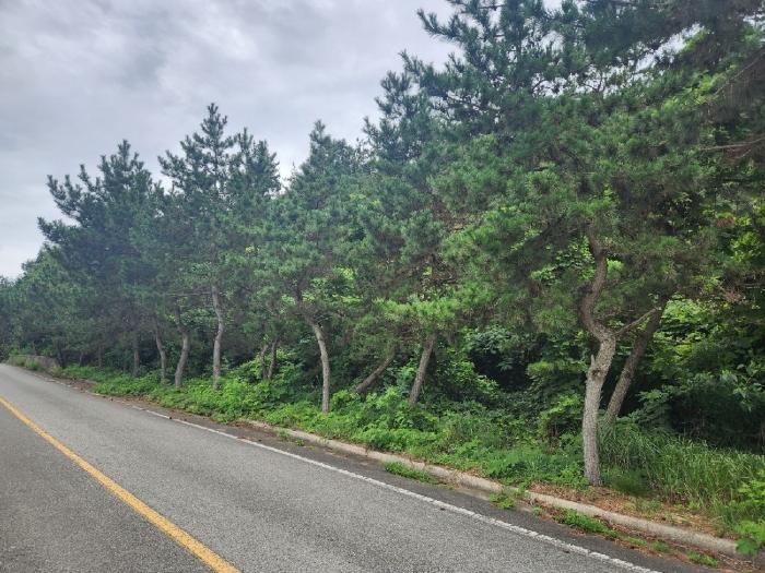 전라남도 무안군 해제면 임야 경매 물건 사진