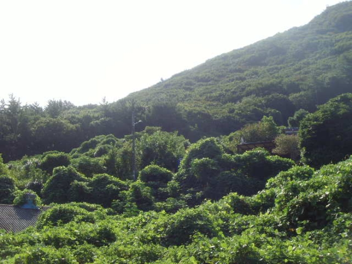 전라남도 완도군 군외면 전 경매 물건 사진