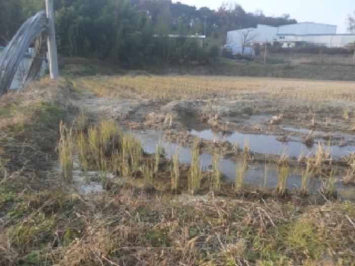 전북특별자치도 임실군 오수면 답 경매 물건 사진