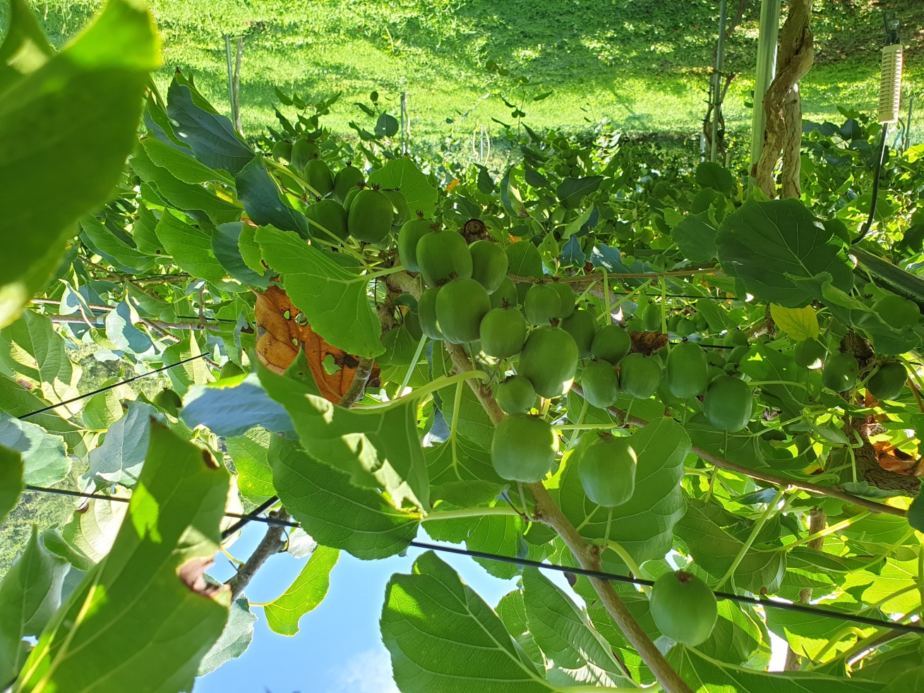 산림청, 잔디, 버섯, 수실류 등 51개 산림신품종 민간 활용 확대 이미지3