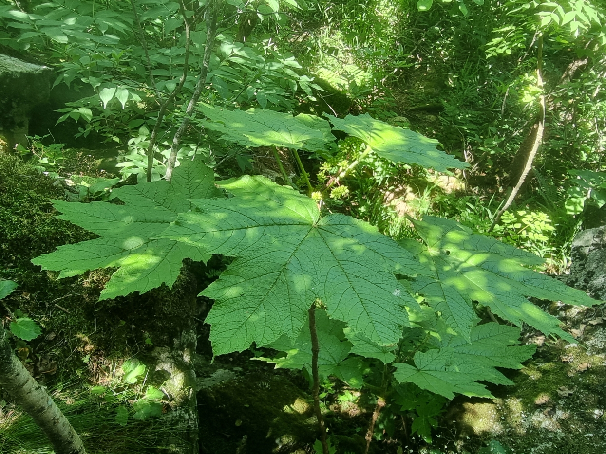 산림청, 희귀식물 자생지 등 5천여 ha, 산림유전자원보호구역으로 보호한다 이미지2