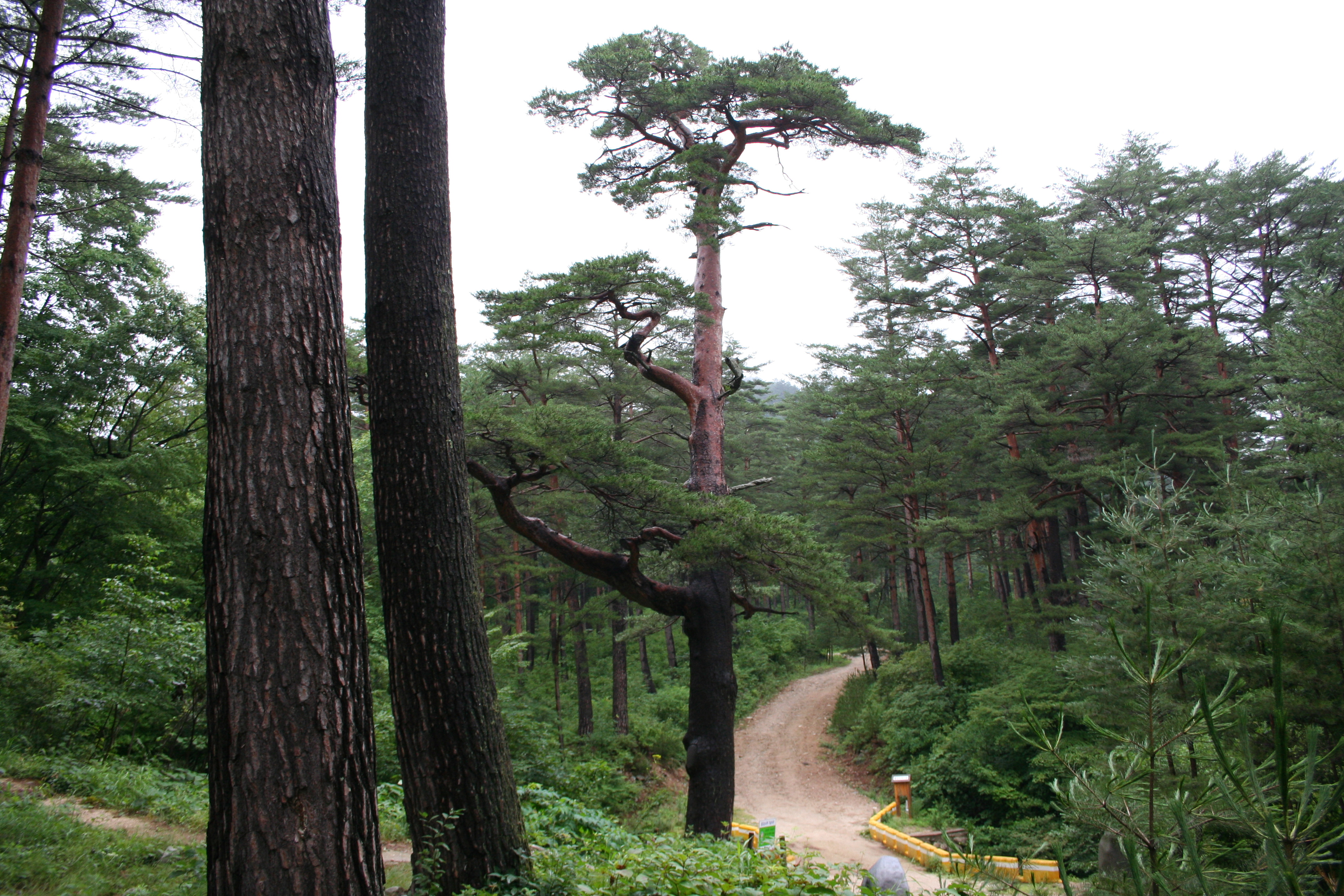 남부지방산림청, 산림유전자원보호구역 보존을 위한 관리 강화