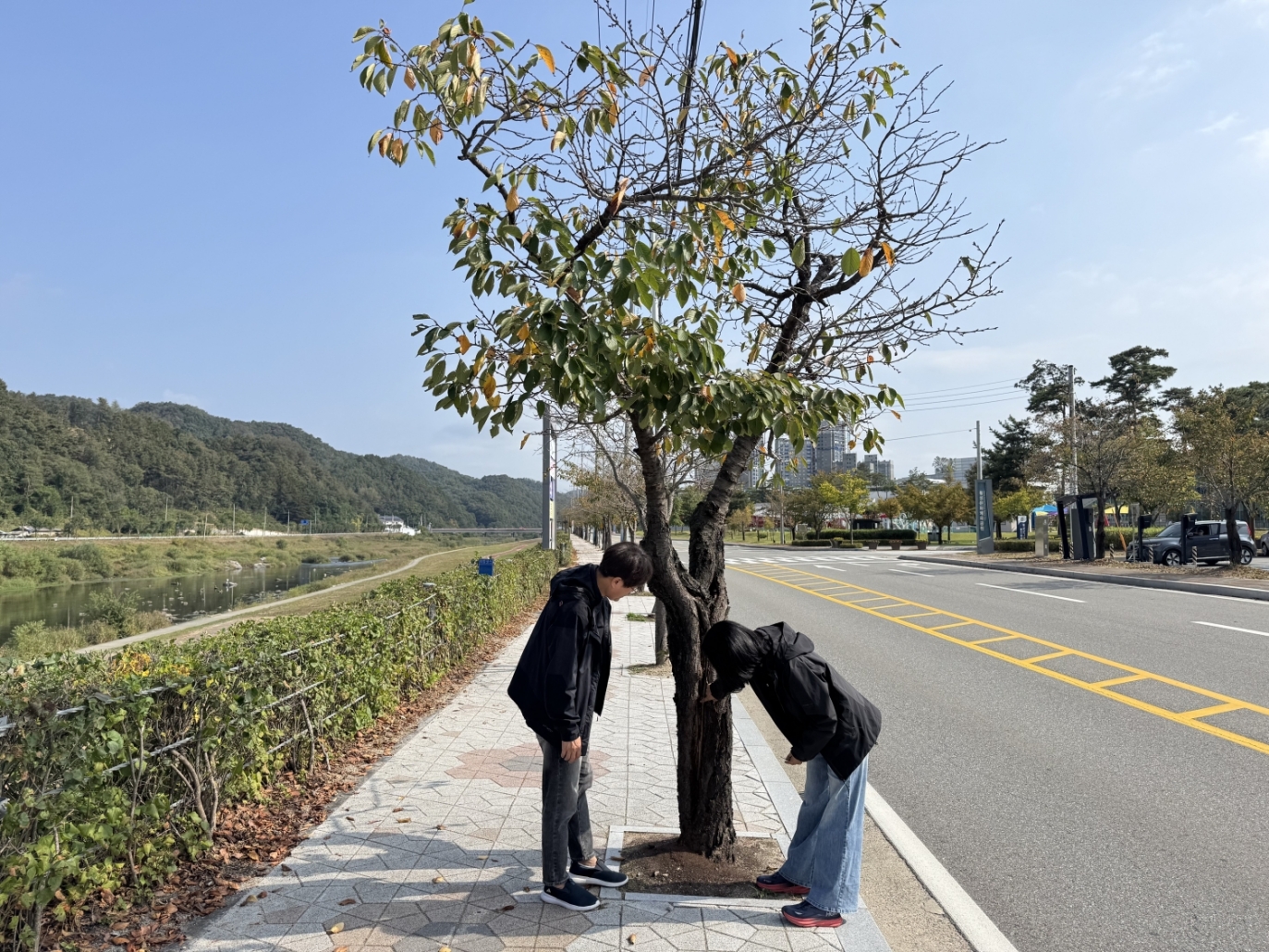 산림청, 가로수 관리 현장 지원을 위한 컨설팅 실시 이미지1