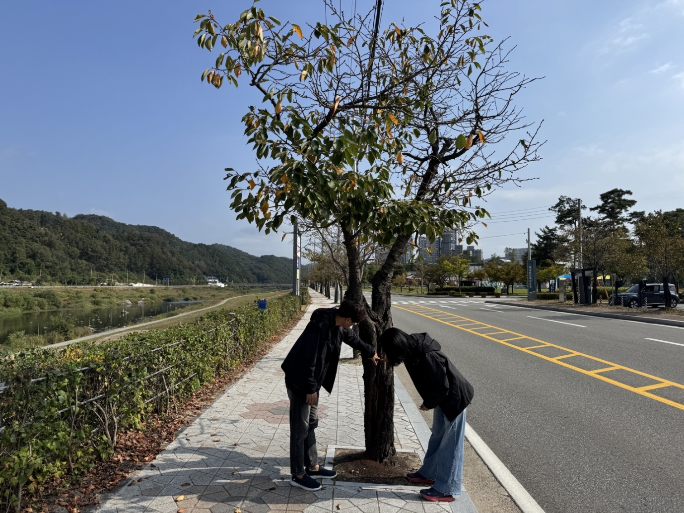 산림청, 가로수 관리 현장 지원을 위한 컨설팅 실시 이미지2