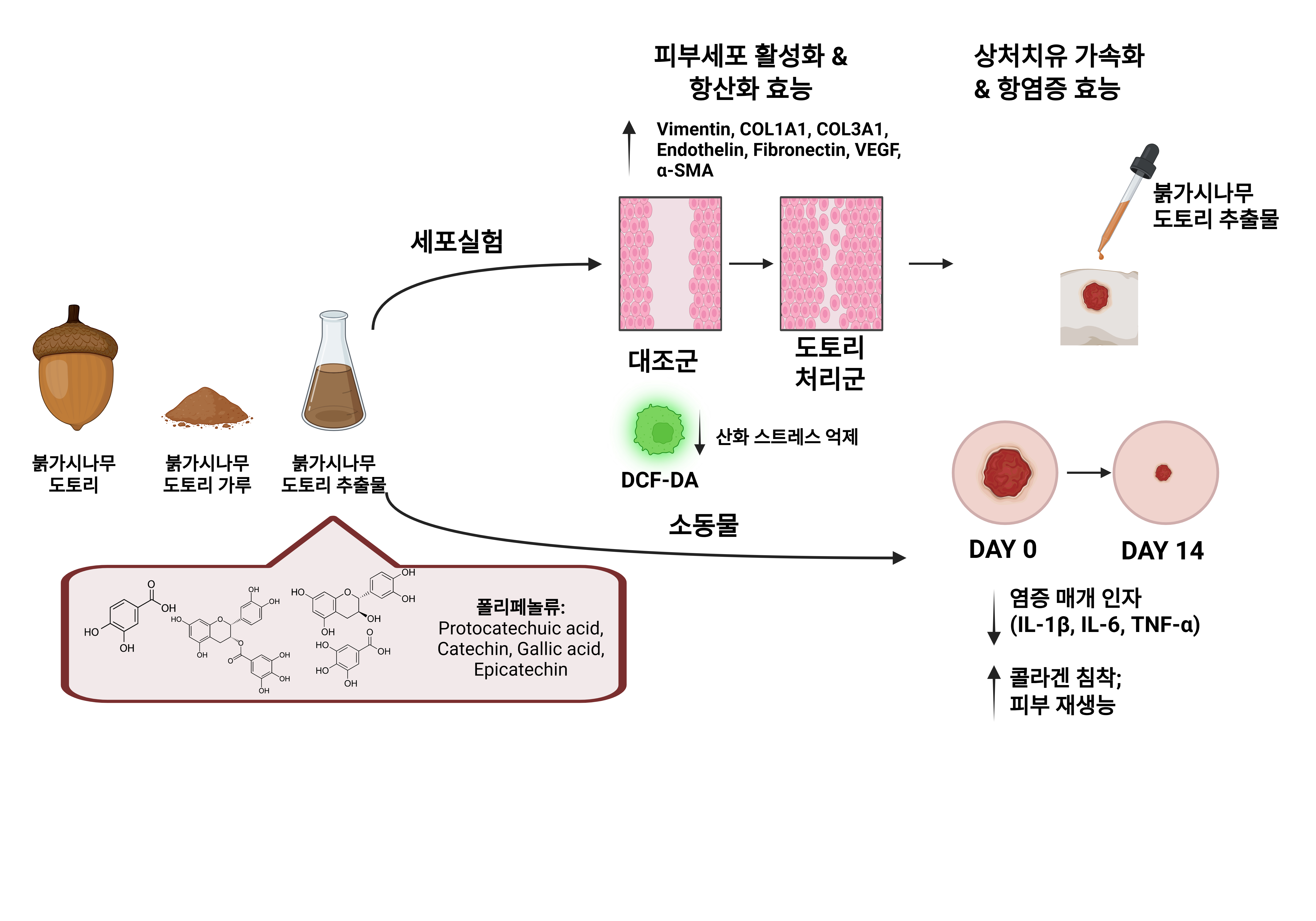붉가시나무 도토리 껍질, 피부재생 2배 ·상처 회복 3배 효과 확인 - 국립산림과학원, 피부 개선 기능성 국유특허 등록 및 국제화장품원료집 등재 완료 이미지1