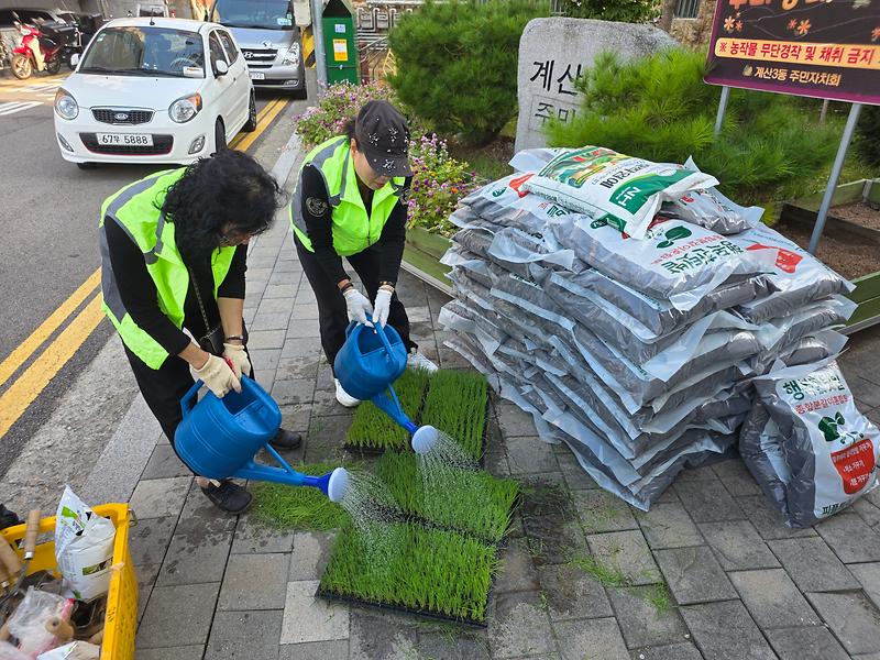 1013_계양구_계산3동_주민자치회,_주민과_함께하는_‘마을텃밭_분양사업’_시작_(1).jpg 이미지
