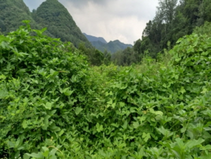 연천군 청산면 대전리 임야 경매 물건 사진