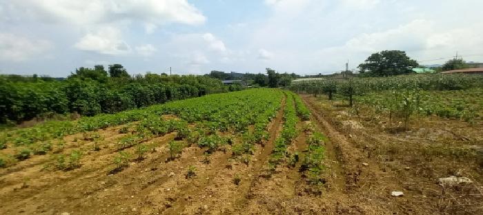 연천군 미산면 삼화리 답 경매 물건 사진