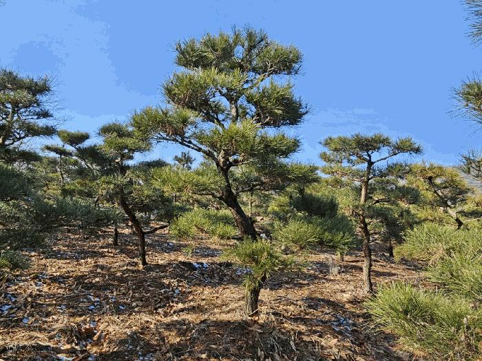 강화군 양도면 인산리 도로 경매 물건 사진