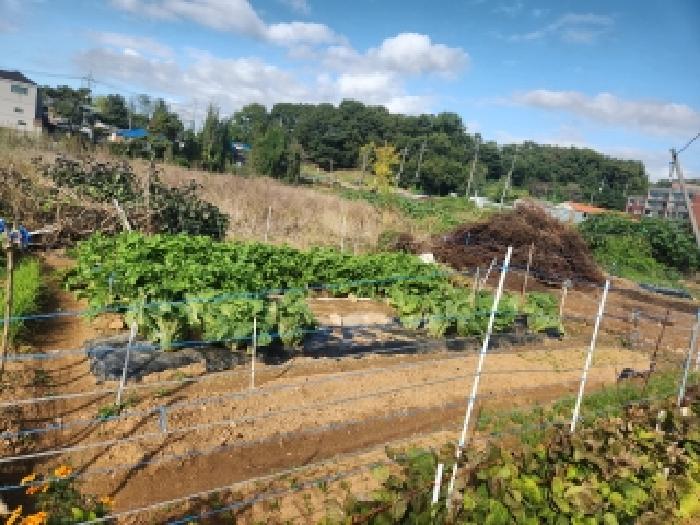 서구 금곡동 49-1 전 경매 물건 사진
