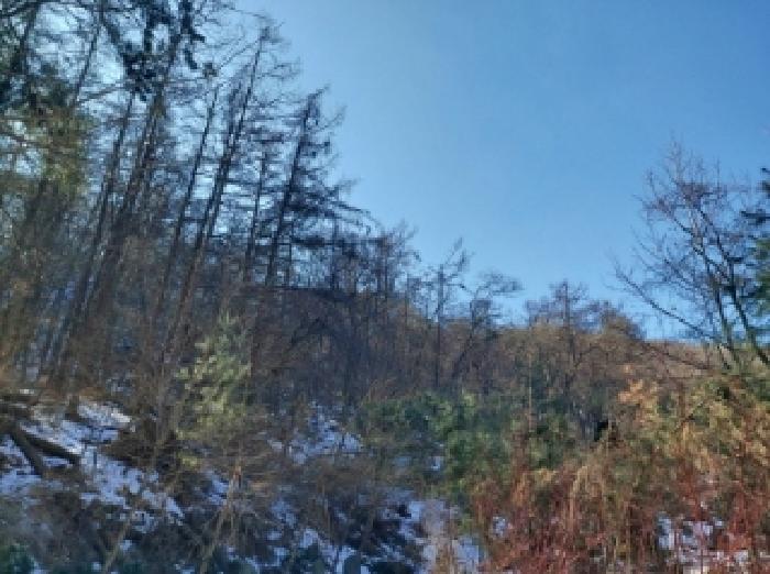 용인시 수지구 동천동 임야 경매 물건 사진
