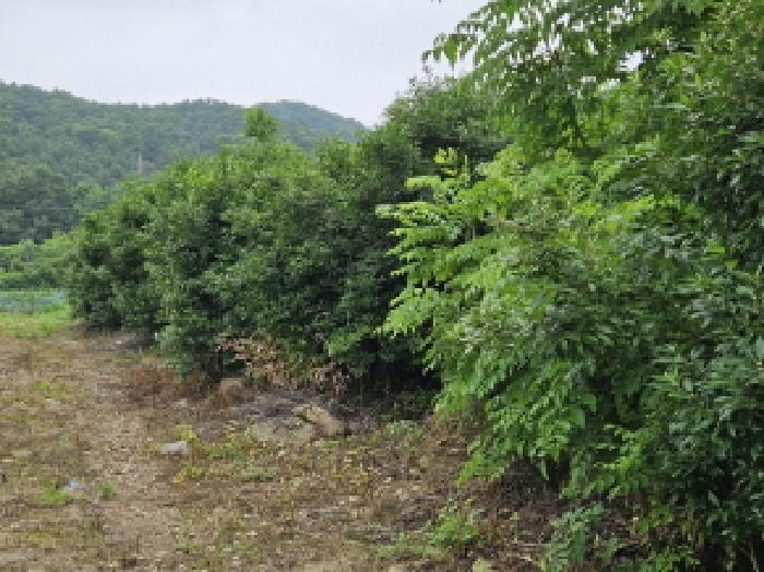 용인시 처인구 원삼면 임야 경매 물건 사진