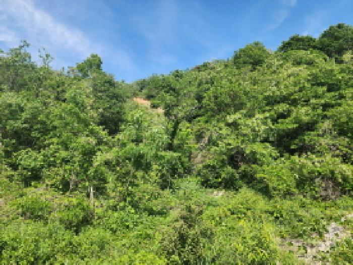 화성시 송산면 고포리 임야 경매 물건 사진