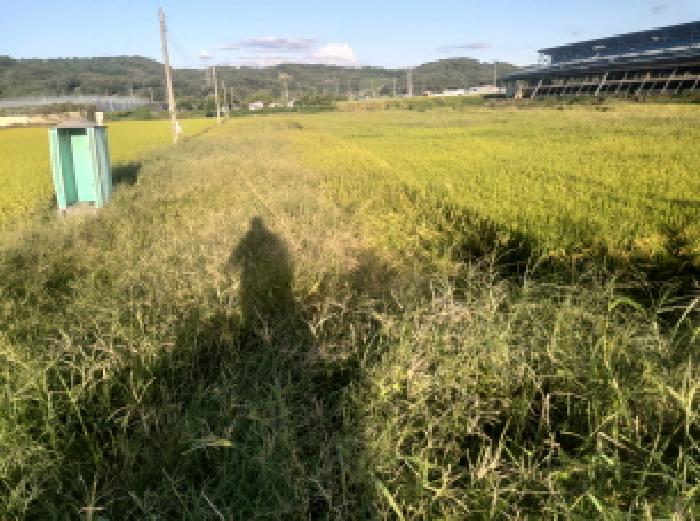 안성시 대덕면 대농리 답 경매 물건 사진