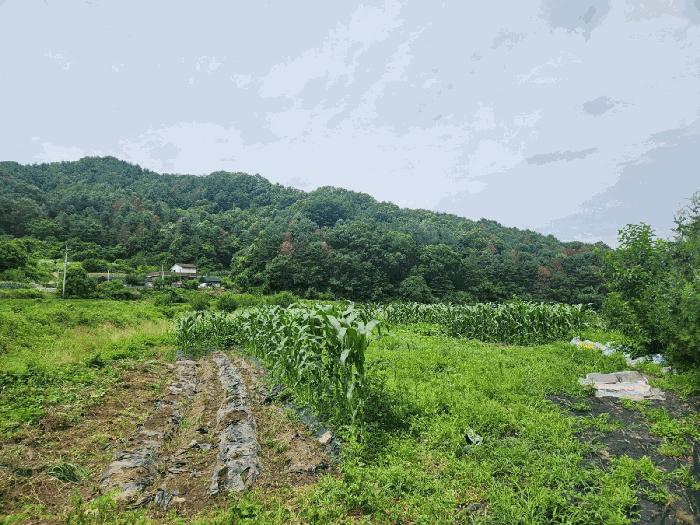 춘천시 남산면 방곡리 답 경매 물건 사진