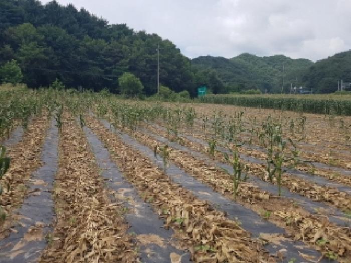 인제군 남면 어론리 임야 경매 물건 사진