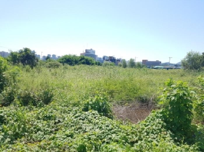 춘천시 근화동 590-3 전 경매 물건 사진