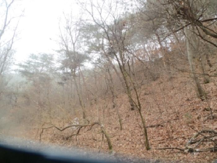 춘천시 동면 지내리 임야 경매 물건 사진