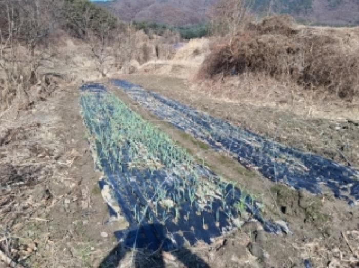 춘천시 신북읍 지내리 전답 경매 물건 사진