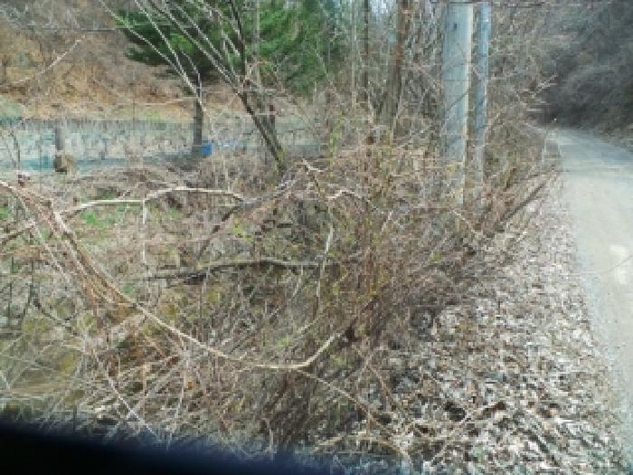 홍천군 두촌면 철정리 임야 경매 물건 사진