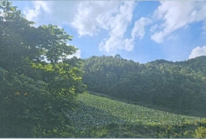 삼척시 하장면 장전리 하천 경매 물건 사진