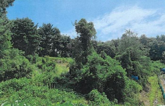 동해시 천곡동 산255 임야 경매 물건 사진