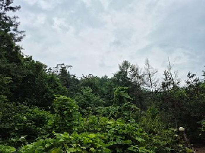 횡성군 서원면 석화리 임야 경매 물건 사진