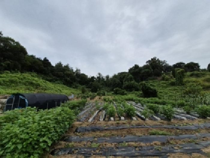 원주시 판부면 서곡리 임야 경매 물건 사진