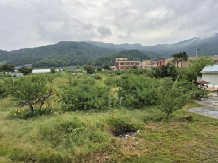 원주시 판부면 서곡리 과수원 경매 물건 사진