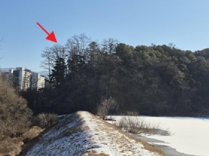 원주시 단구동 산113-5 임야 경매 물건 사진