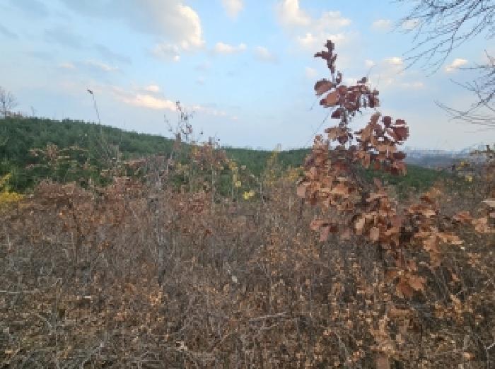 속초시 장사동 산1 임야 경매 물건 사진