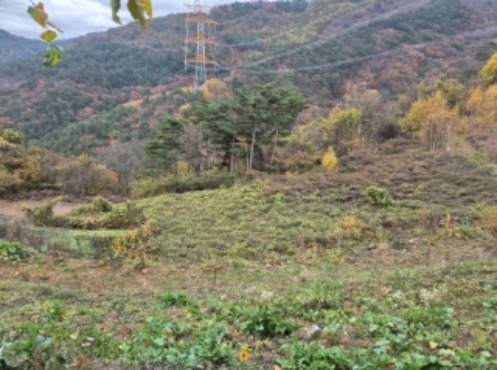 영월군 한반도면 광전리 전 경매 물건 사진