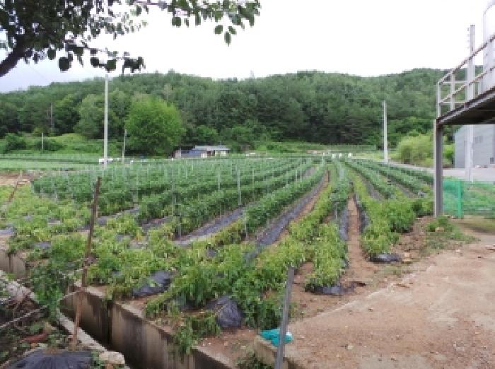 평창군 용평면 백옥포리 전답 경매 물건 사진