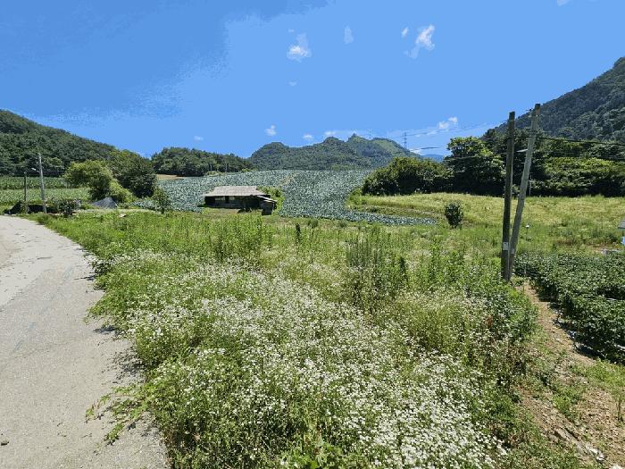 정선군 화암면 몰운리 전 경매 물건 사진