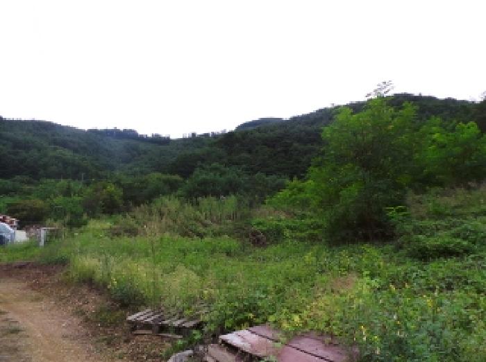 영월군 산솔면 직동리 대지 경매 물건 사진