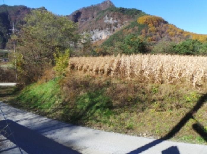 정선군 임계면 용산리 전답 경매 물건 사진
