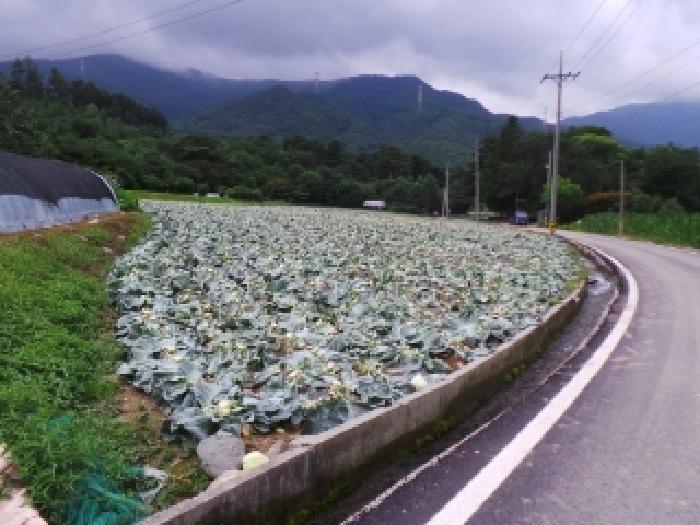 평창군 대화면 하안미리 전 경매 물건 사진