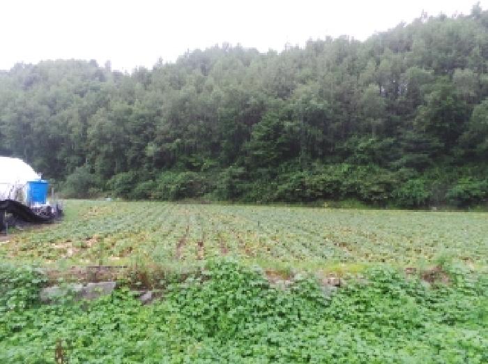 평창군 진부면 상진부리 답 경매 물건 사진