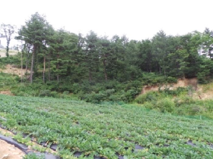 평창군 대관령면 용산리 대지,임야,전답 경매 물건 사진